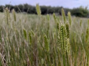 Crested Wheatgrass