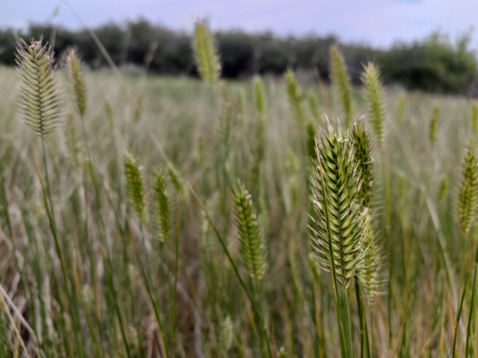 Crested Wheatgrass